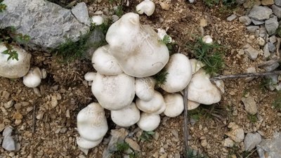 Dağlarda kendiliğinden yetişen Çaşır mantarı: Kilosu bin 250 TL