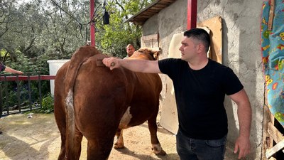 Bursa'da 1 tonluk danası için 380 bin lira istiyor