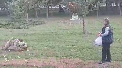 Erzincan'da Çemşit adını verdiği bozayıyı eliyle besledi
