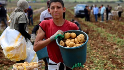 Adana’da patates hasadı başladı