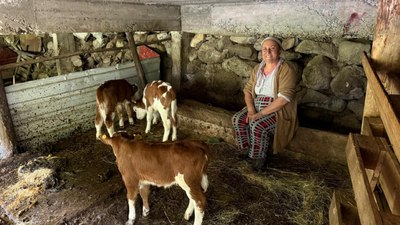 Artvin'de inek dördüz doğurdu, aile sevinç yaşadı