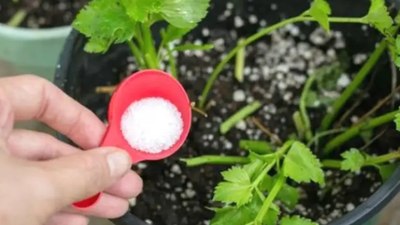 Bahçıvanların sırrı: Toprağa bir miktar serpince bahçe cennete dönüşüyor