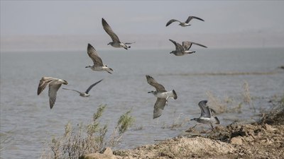 Milleyha Kuş Cenneti koruma altına alındı