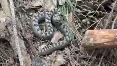 Bolu’da nadir görülen zehirli boynuzlu engerek yılanı görüntülendi