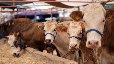 Hastalık ve kesimlere ilişkin kurbanlık tedbirleri