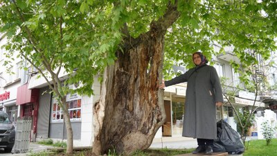 Samsun'da dış kabuğunun üstünde duran asırlık çınar şaşırtıyor
