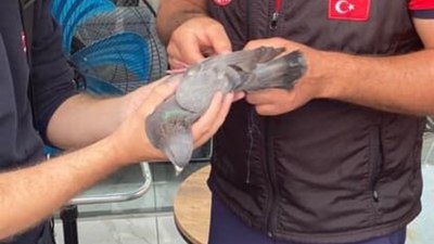 Mersin'de çatıda mahsur kalan güvercinin imdadına itfaiye yetişti