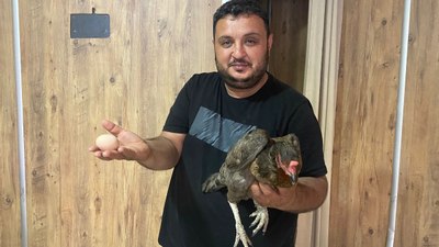 Antalya'da yumurtlamak için dönerciye gelen tavuk şaşırttı