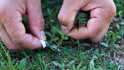 İster yemeği, ister çayı... Sadece Türkiye'de yetişiyor: Şifa arayan toplamaya geliyor
