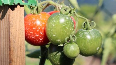 Dikkatli bakın: Pestisit kalıntısı işte böyle gözüküyor