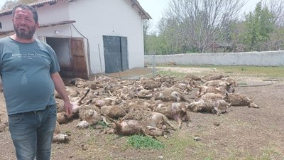 Çiftliğe giren kurtlar 92 kuzuyu telef etti