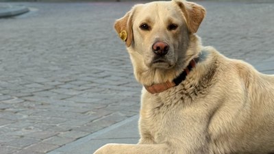 İstanbul’da bankada mahsur kalan köpek alarmı çalıştırdı