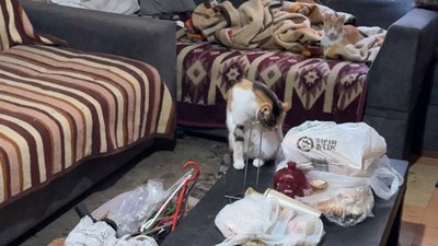 İstanbul'da 'çöp ev' ihbarı: Kötü kokunun nedeni kediler çıktı