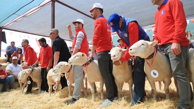 Kayseri'de 11 ilden gelen koyunlar podyuma çıktı