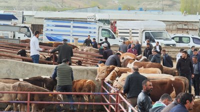 Erzurum'da kurbanlıklar görücüye çıktı