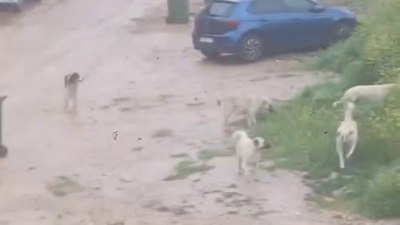 Bursa'da başıboş köpekler çocuğu kovaladı