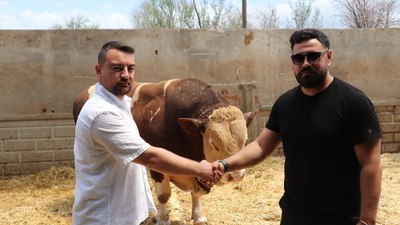 Kayseri'de şampiyon "Poyraz" 540 bin TL'den alıcı buldu