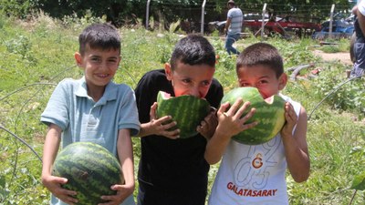 Adana'da erkenci karpuz hasadı: Kilosu 7 TL