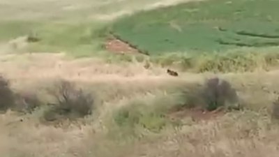 Adıyaman’da çiftçilerin ayı paniği