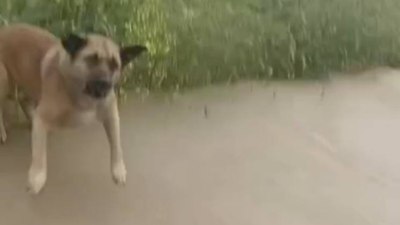 Avcılar’da başıboş köpek dehşeti: Sürücülerin kornasıyla kurtuldu