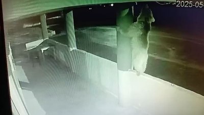 Bayburt'ta bir yavru ayı alabalıkları yedikten sonra oyunlar oynadı