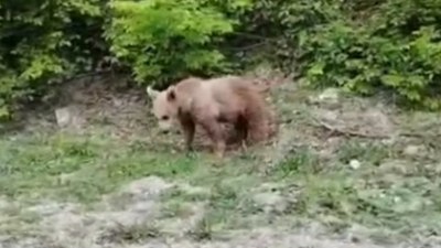 Kastamonu'da vatandaşların ayılarla gülümseten sohbetleri