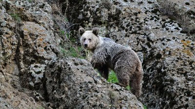 Tunceli'de ayının saldırdığı vatandaşı köpekler kurtardı