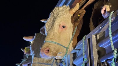İstanbul'a kurbanlık hayvan girişleri başladı