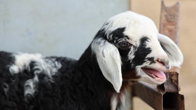Adana'da meraya dökülen zehir 77 koyunu öldürdü