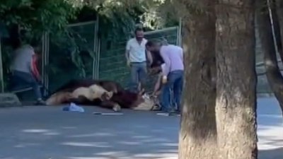 İstanbul'da kaçan kurbanlığı çevredekiler güçlükle yakaladı