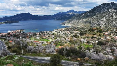 DMM, 'Marmaris'te yüzlerce çam kesildi' iddiasını yalanladı