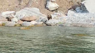 Bartın'da sahile yavru ayı inince vatandaşlar uyarıldı