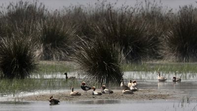 Göçmen kuşların Karadeniz'deki limanı: Kızılırmak Deltası