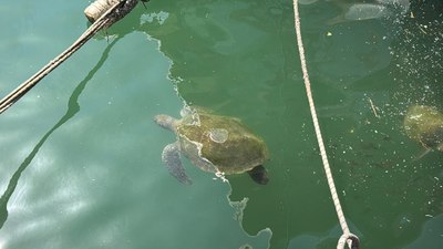 Mersin’de deniz kaplumbağaları, kolay besine alıştı