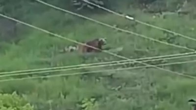 Gümüşhane'de şehre inen ayılar paniğe yol açtı