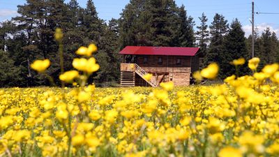 Kastamonu yaylaları bahar güzelliğine büründü