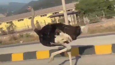 Hatay'da trafikte görüntülenen deve kuşu şaşkınlık yarattı