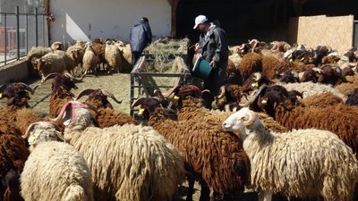 Araştırma merkezinde yetiştirilen koyunlar, kurbanlık oldu