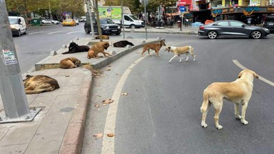 Başıboş köpeklerin toplatılmasına karşı çıkanlar açlık grevine başladı