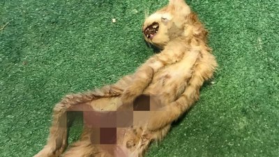 Zonguldak’ta vahşet: İç organları alınmış iki kedi bulundu