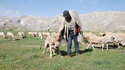 Antalya'da Yörükler yayla yolunda