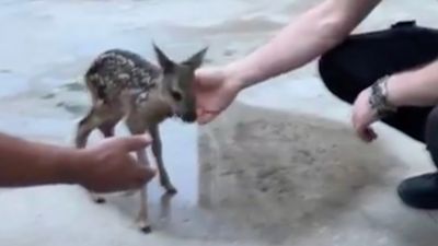 Düzce'de yuvasını kaybeden yavru karaca Emniyet Müdürlüğüne sığındı