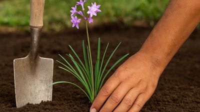 Bahçeye ekeni kurtarıyor! Bu çiçeğin olduğu bahçeye ne yılan uğruyor ne de fare