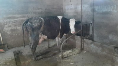 Balıkesir'de inek 5 buzağı doğurdu