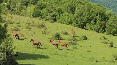 Karabük'te yılkı atları görüntülendi