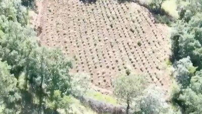 Diyarbakır'da 3 milyon 476 bin kök kenevir ele geçirildi