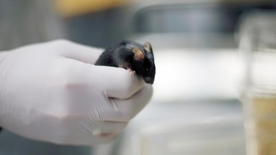 Farelerde test edildi: Yaşlanma karşıtı kokteyl bulundu