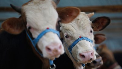 Kurban Bayramı'nda 3 milyonu aşkın kurban kesilecek