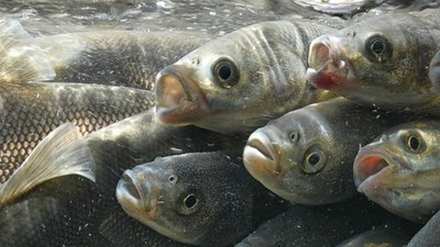 Van Gölü'nde inci kefalinin yolculuğu
