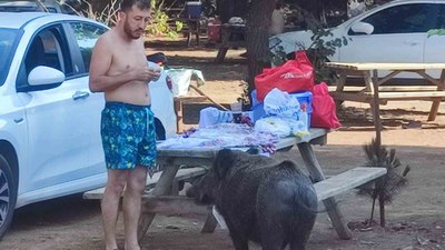 Kuşadası’nda yaban domuzlarını beslemek yasaklandı